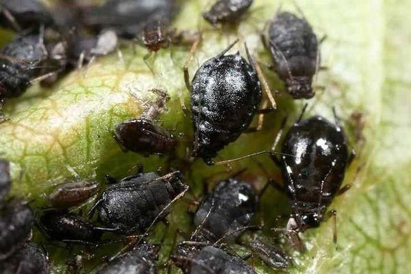 เพลี้ยอ่อนบนใบ