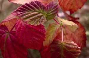 ทำไมใบราสเบอร์รี่ถึงเปลี่ยนเป็นสีแดงในเดือนมิถุนายน และต้องทำอย่างไร?