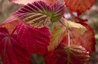 ใบราสเบอร์รี่