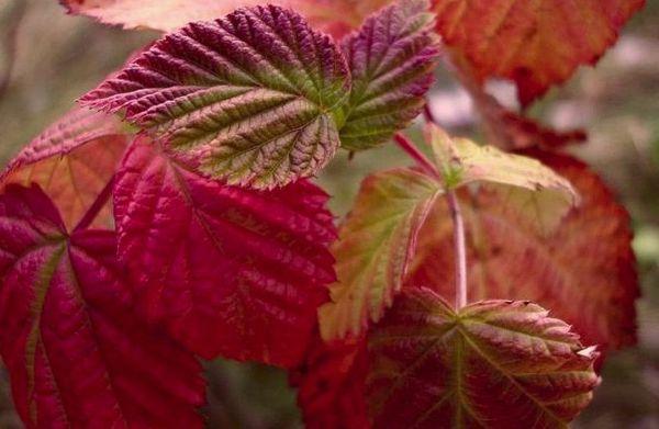 feuilles de framboisier