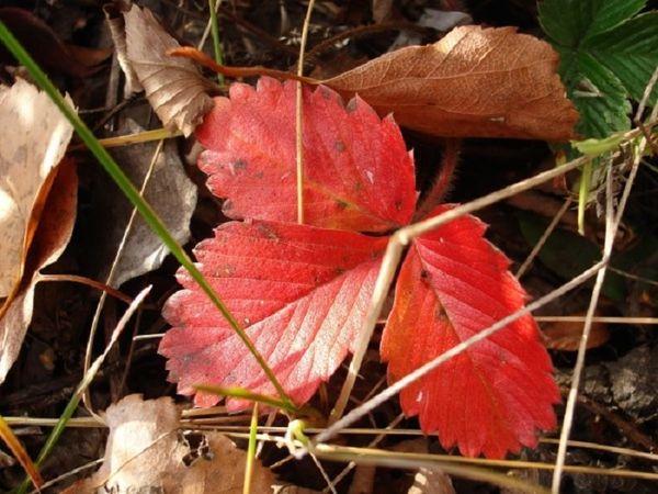 feuilles rouges