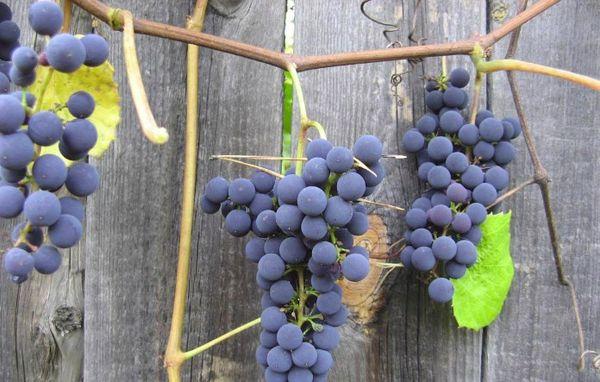 เพื่อรำลึกถึง Dombkovskaya