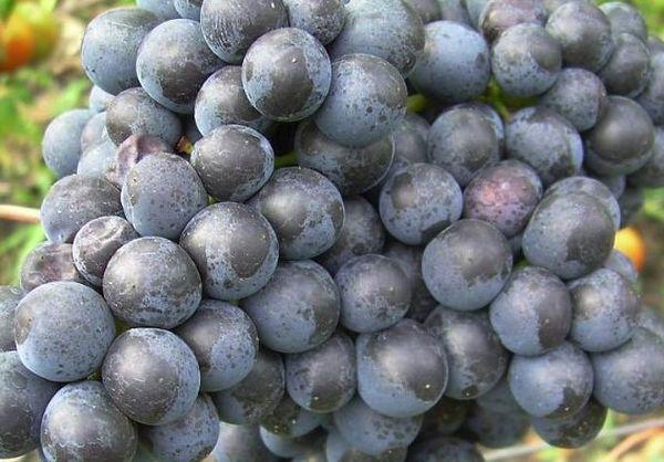 เพื่อรำลึกถึง Shatilov