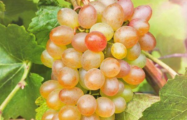 ความงามแห่งภาคเหนือ