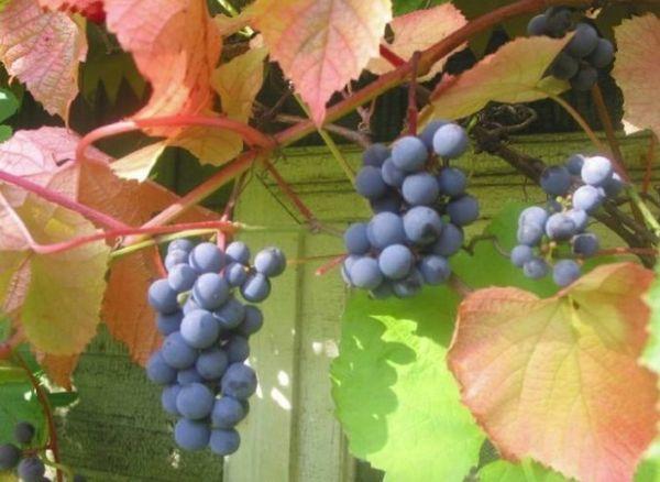 องุ่นพันธุ์วาเลียนท์