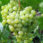 การปลูกองุ่น