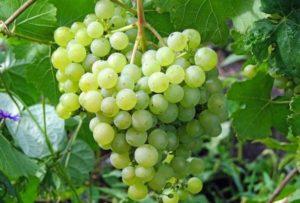 Les meilleurs cépages à cultiver dans l'Oural, règles de plantation et d'entretien en été