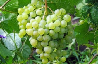 การปลูกองุ่น