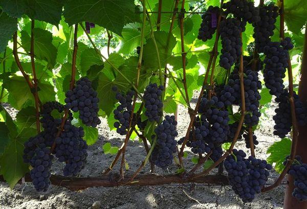 องุ่นสีเหลืองอำพัน