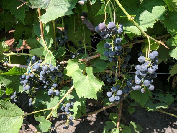 เชอร์รี่นกไซบีเรีย