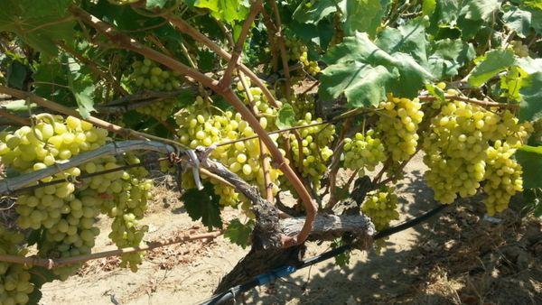 องุ่นขาว