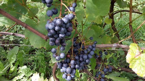 อามูร์สกี้-1