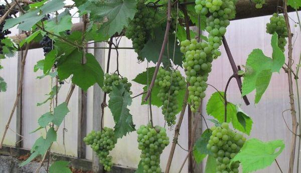 องุ่นในเรือนกระจก