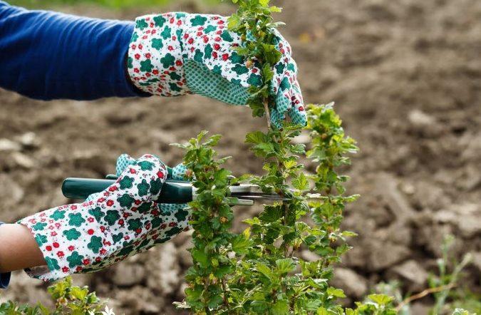 การตัดแต่งกิ่งมะยม