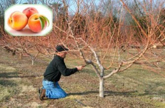 การตัดแต่งกิ่งไม้