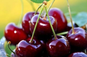 ผลเชอร์รี่