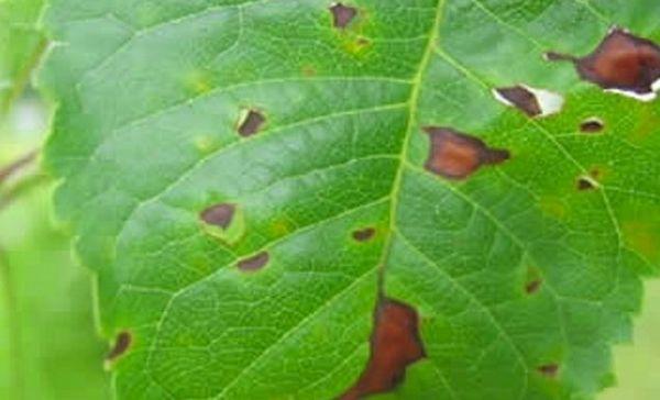 ความเสียหายของใบ