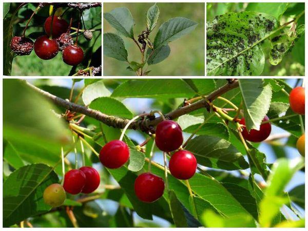 โรคเชอร์รี่