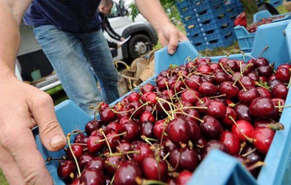 การเก็บเกี่ยวเชอร์รี่