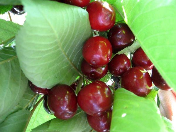 เชอร์รี่สุกเร็ว