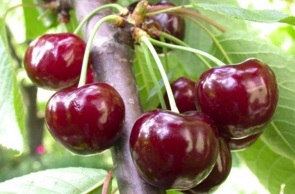 กิ่งที่มีเชอร์รี่