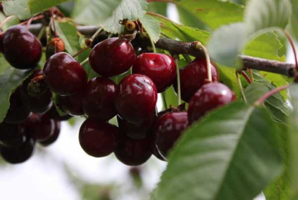 เชอร์รี่ไอพุต