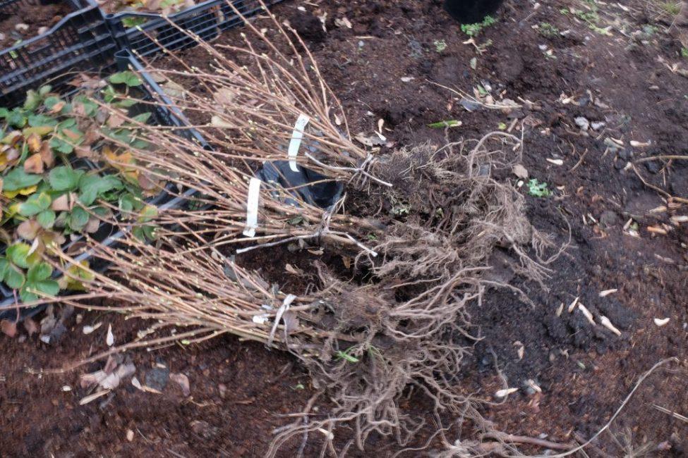 เตรียมพร้อมลงจอด