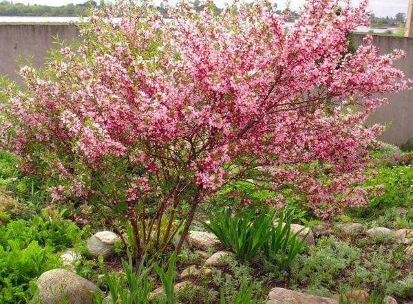 ความฝันอัลมอนด์