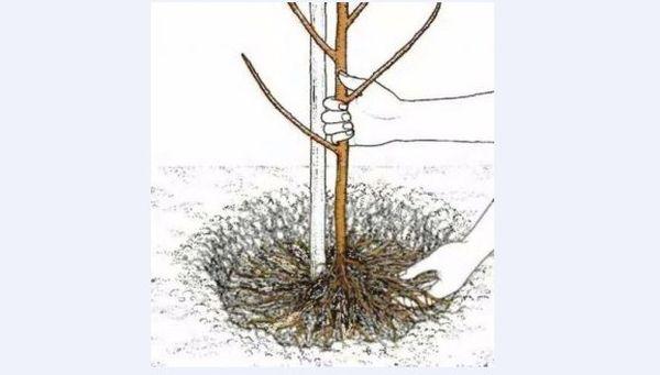 รายละเอียดและลักษณะของอัลมอนด์พันธุ์ที่ดีที่สุด 22 พันธุ์ การปลูกและการดูแลรักษา