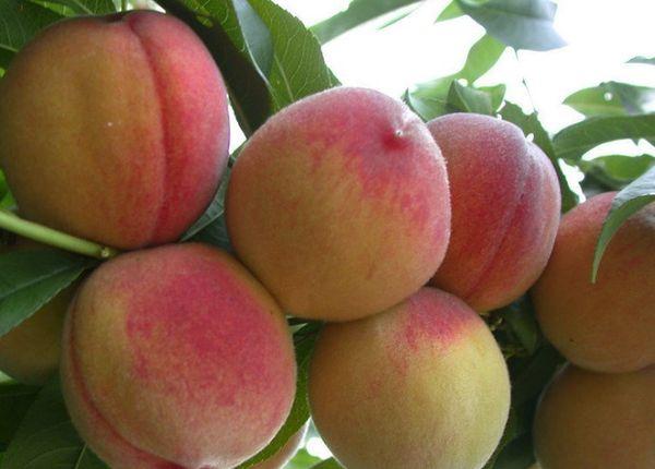 une branche avec des pêches