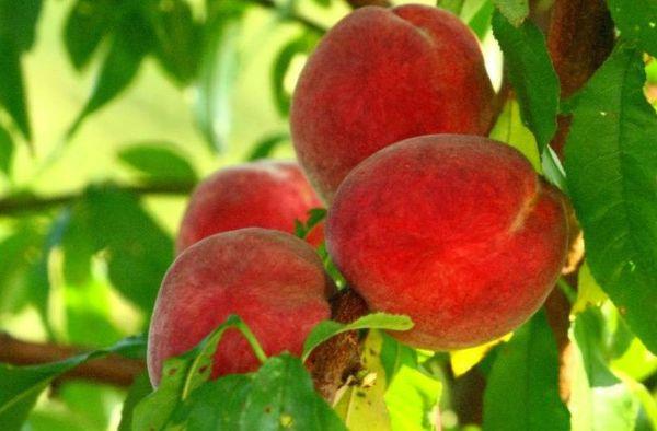 Pêche rouge de Moscou