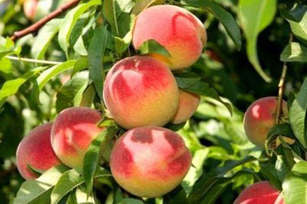 Pêche Novoselkovsky