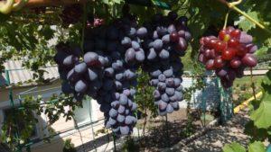 ลักษณะและคำอธิบายขององุ่นพันธุ์ช็อกโกแลต การปลูกและการดูแล