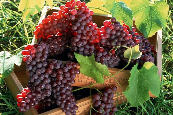 พวงองุ่น