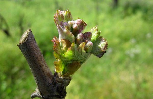 การปลูกองุ่น