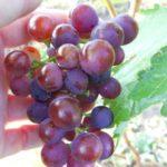 มัสกัตแดงต้นๆ