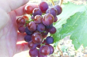 มัสกัตแดงต้นๆ