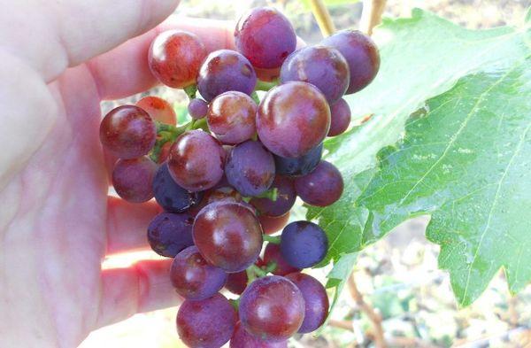 มัสกัตแดงต้นๆ