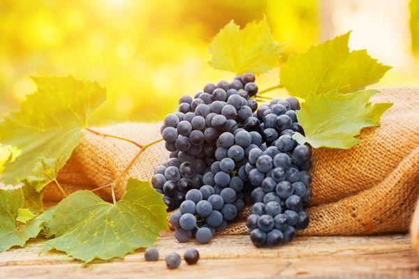 องุ่นดำ