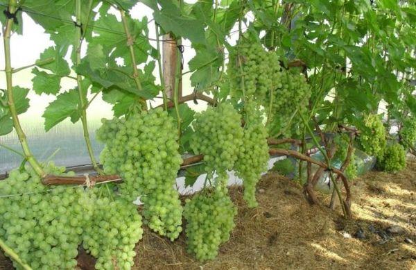 พื้นที่เปิดโล่ง