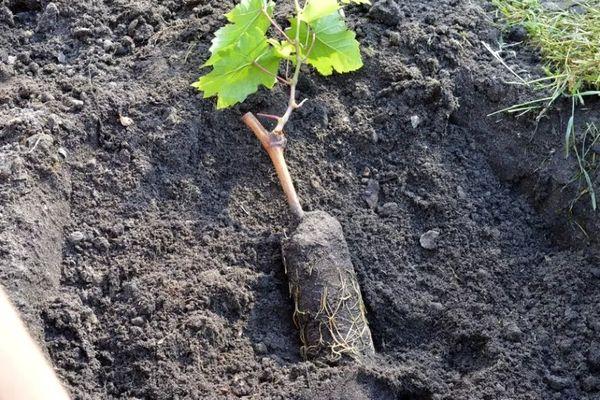 ต้นกล้าองุ่น