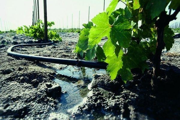 การเก็บรักษาองุ่น