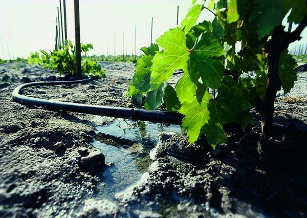 องุ่นในเรือนกระจก