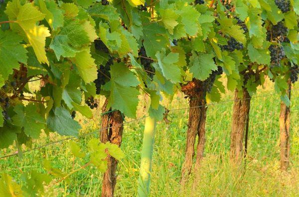 องุ่นโซโลเวียฟ-58