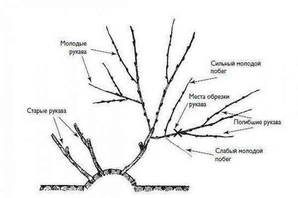 คำอธิบายพันธุ์องุ่น 30 สายพันธุ์สำหรับไซบีเรีย การปลูกและการดูแลสำหรับผู้เริ่มต้น