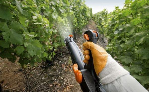 การรดน้ำองุ่น