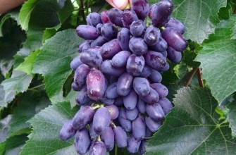 องุ่นผลยาว