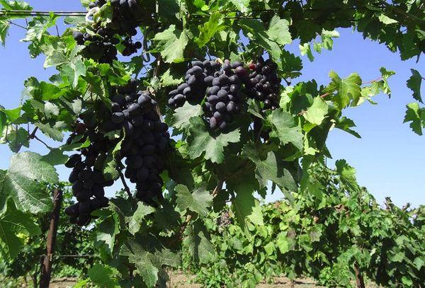 สวนองุ่น