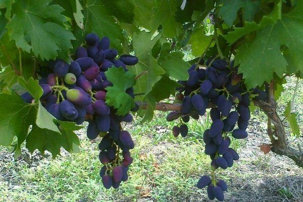 เถาองุ่น