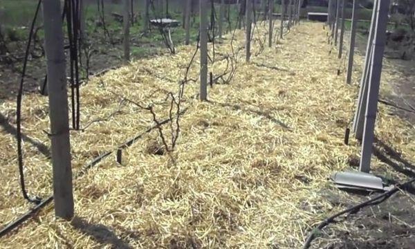 การคลุมดินองุ่น